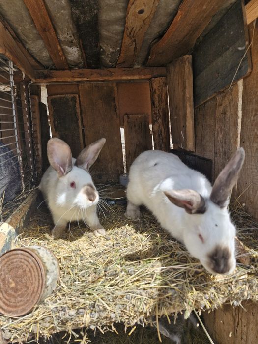 Vând iepuri  și masculi si femele