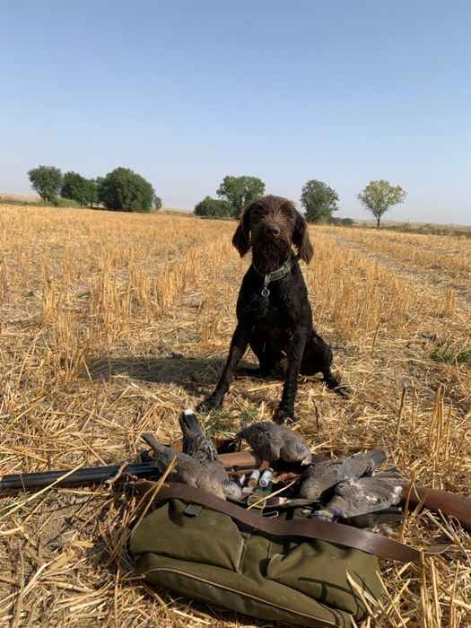 Пропала собака породы-дратхаара