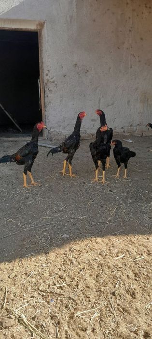 тоза 100 тали привозной Шамо зот жужалари сотилади