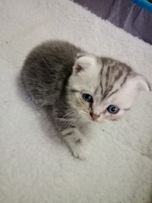 Продам котят скоттиш фолд