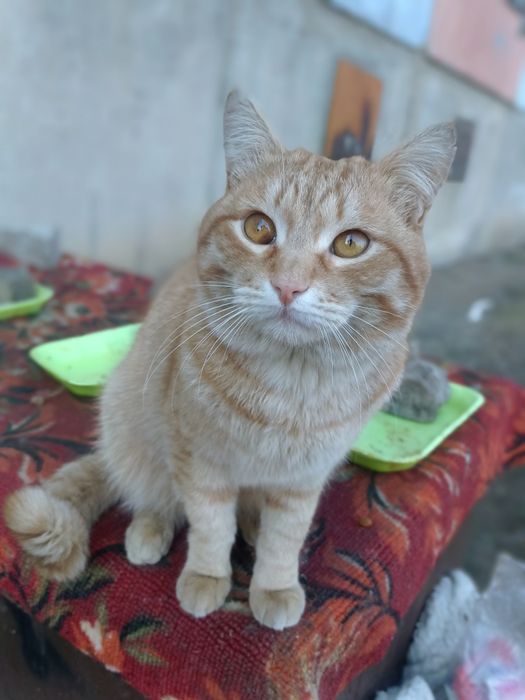 Пристраивается красивый котик