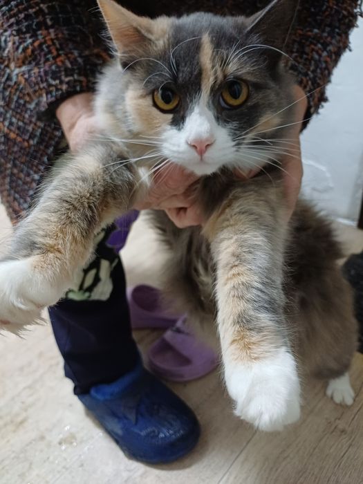 Отдам хвостики в хорошие руки