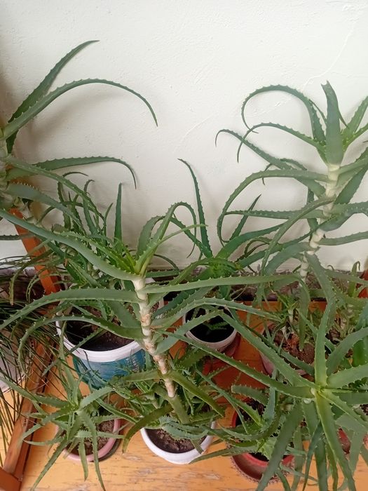 Алоэ лечебное  продаётся