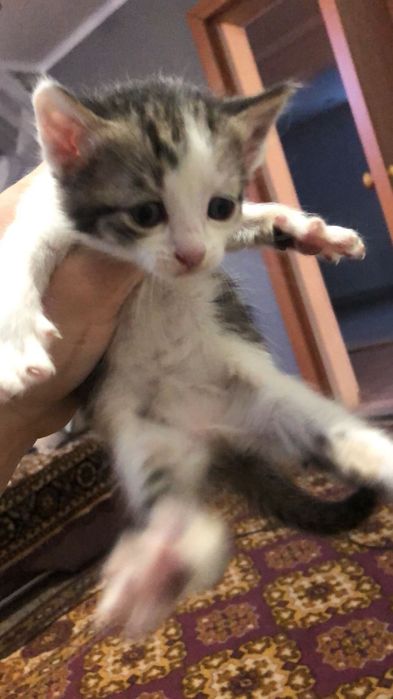 Отдам даром котят с мамой