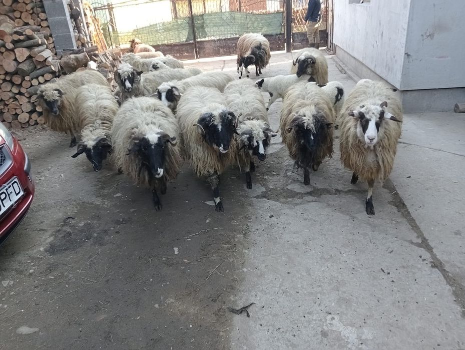 9 oi cu miei mai multe detalii la telefon