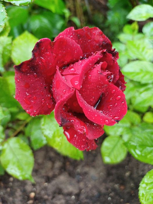 Розы для Вашего сада