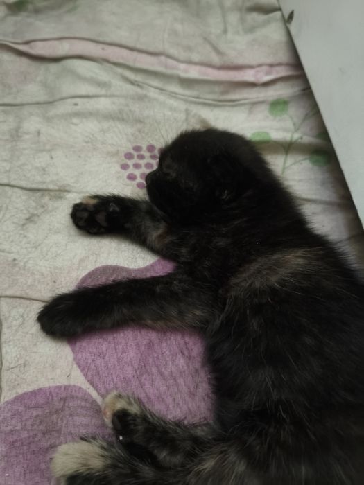 Отдам красивых котят