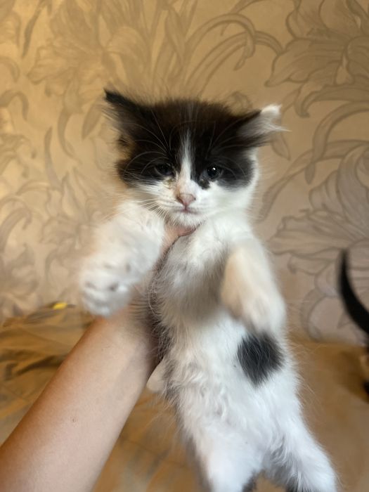 котята в хорошие руки
