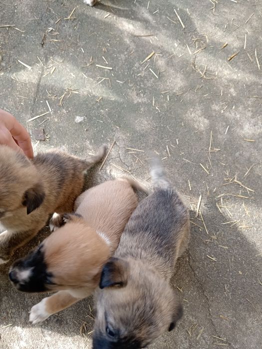 Продавам кученца