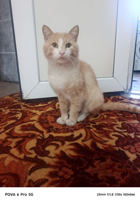 Отдам кота в добрые руки