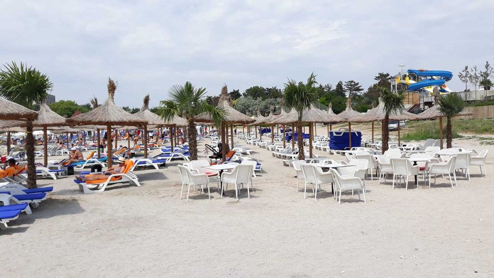 Palmieri rezistenti la frig la ghiveci livrare in toata tara