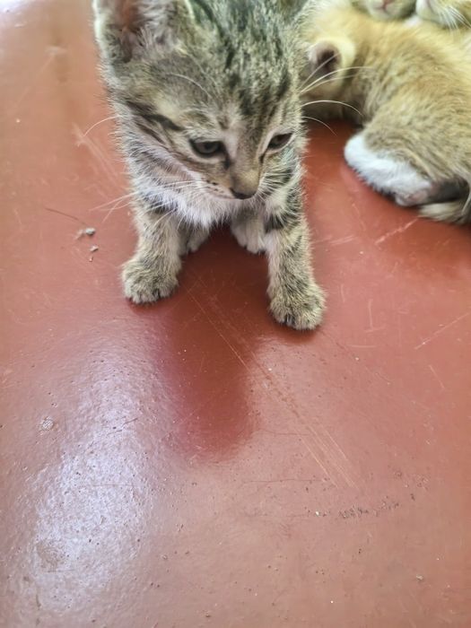 Котята бесплатно