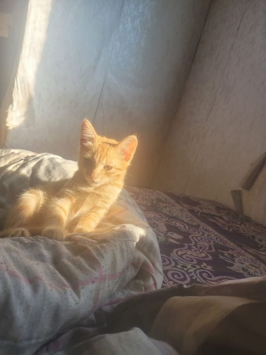 Кошка в добрые руки