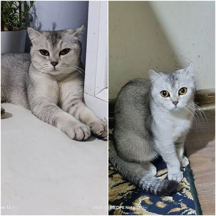 Серебристый шиншилла сотилади (Хомиладор)