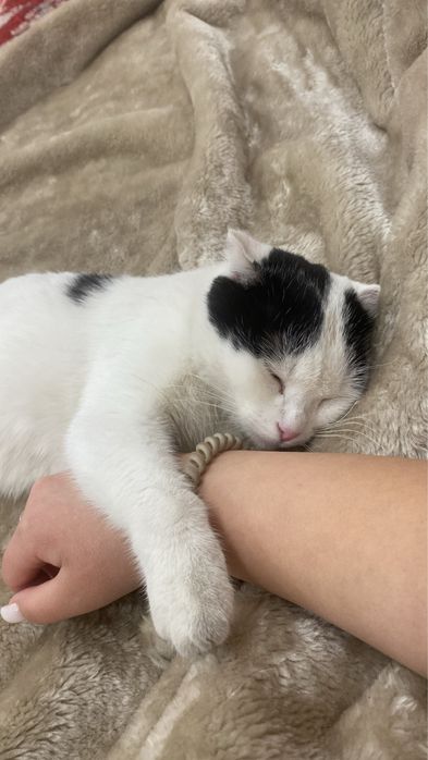 вислоухая шотландская кошка