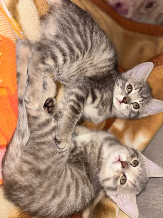 Отдам котят бесплатно