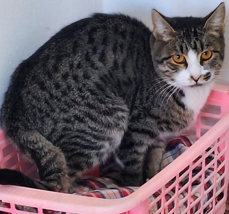 КОТЯТА ждут семью !!!