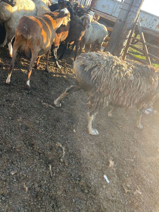 Овцаматка хороши жирный