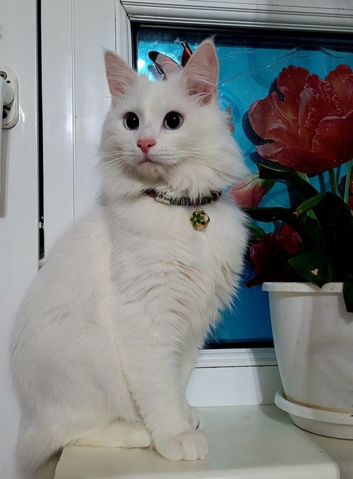 Вязка кот Турецкого Ангора