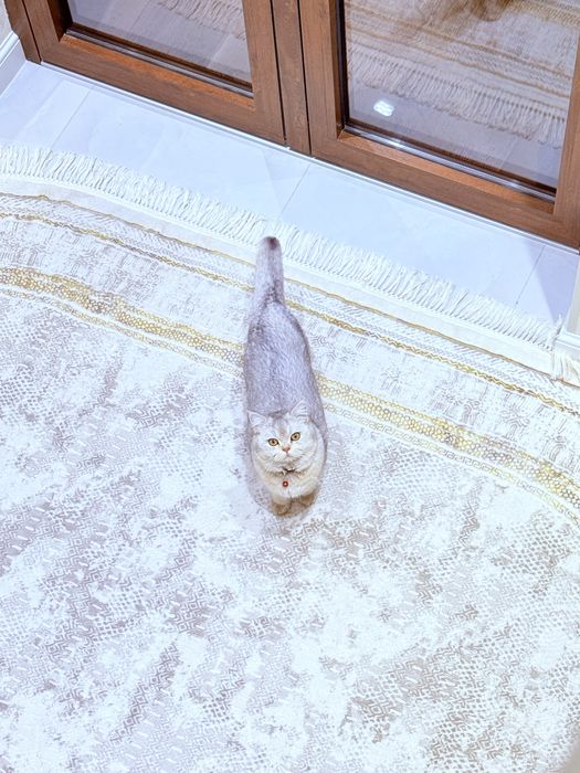 shinshilla mushuk serebresti серебрестий шиншила