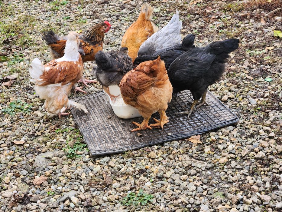 Puicute si Cocoși Australorp si alte rase de 5 luni