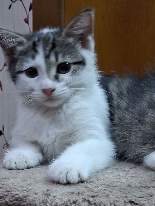 Домашние котята!