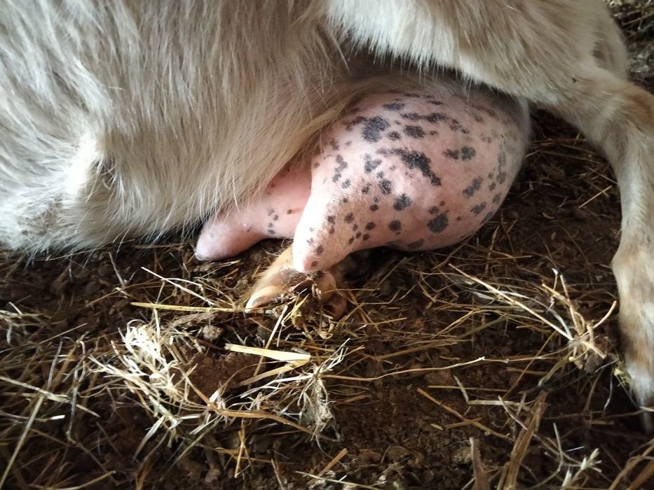 Capre și iede pentru reproducție, Saanen x Anglonubian