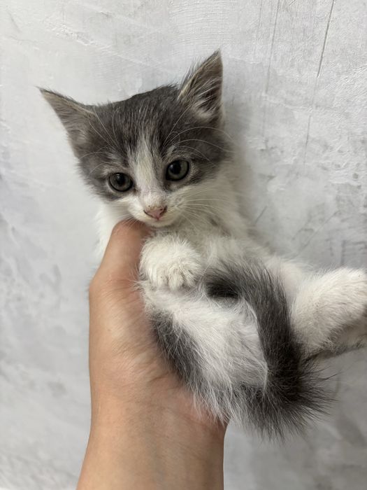 Отдам котенка в добрые руки