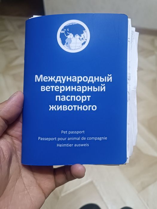 Шотландка Скоттиш Страйт