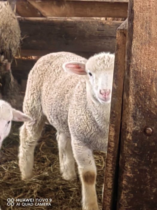 Продавам  агнета