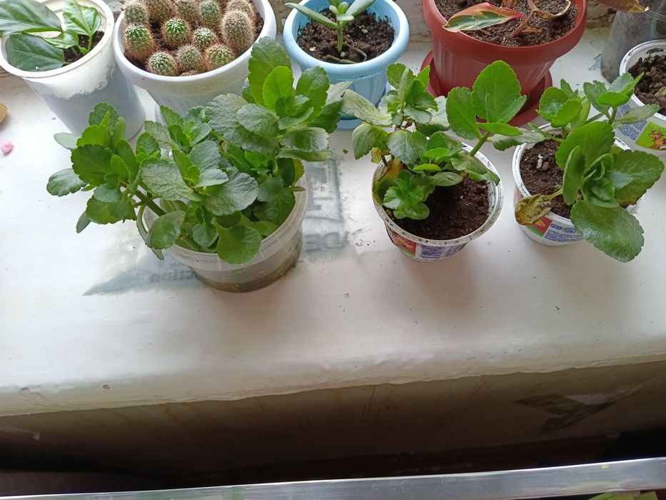 каланхоэ гүлі 1234