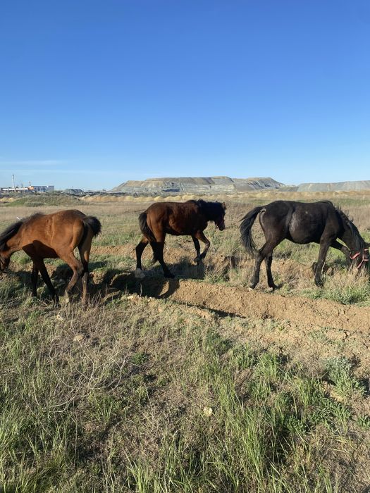 Продаю лашадей жеребята тайлар