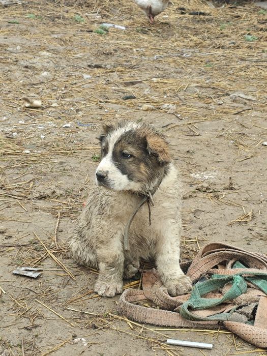 Алабай күшік сатылады