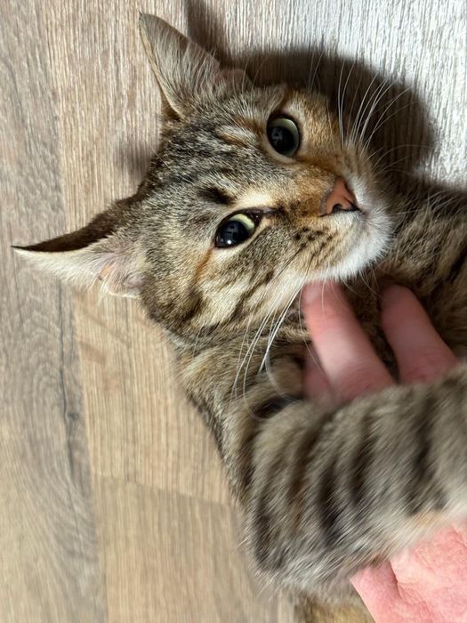 Ofer 2 pisici spre adoptie