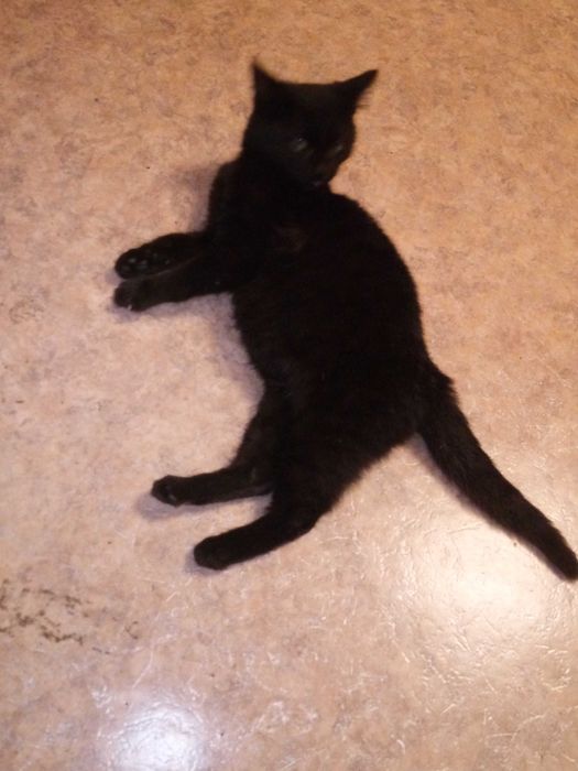 Отдам молодого кота