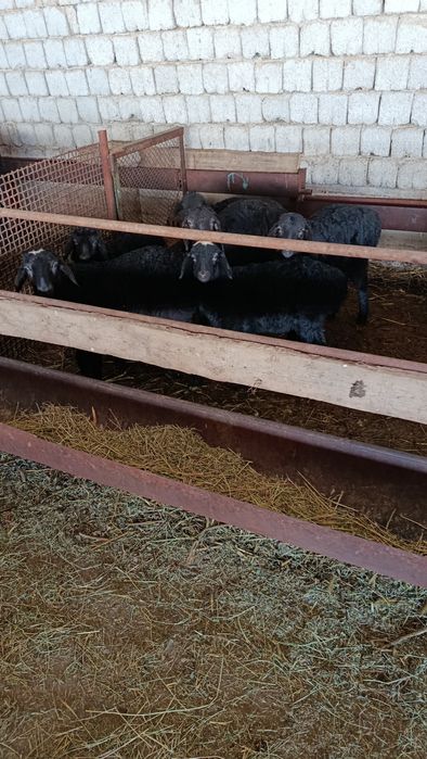 Қозылы қой баррр оптым сатылады