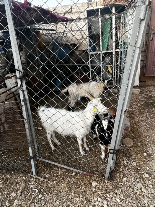 Уралский тек.    Козёл уралский