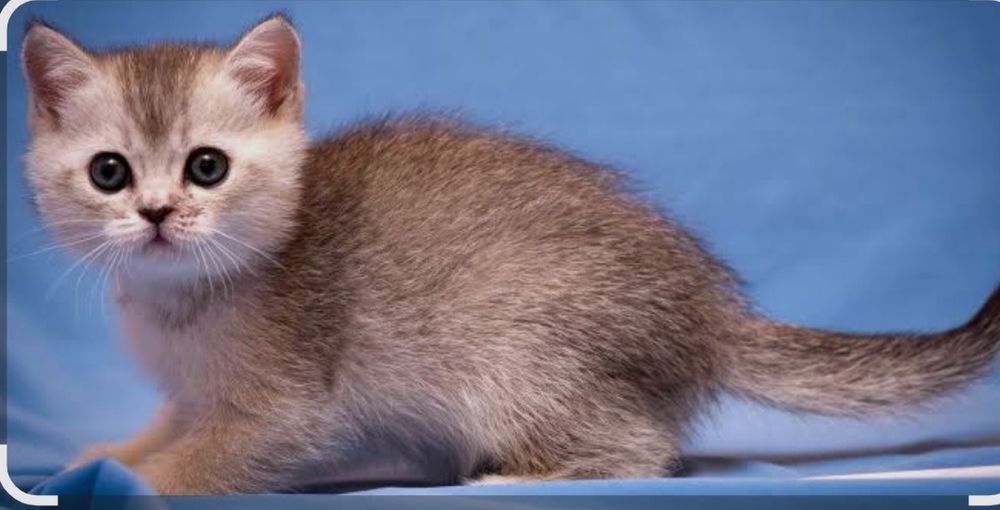 Британская красотка