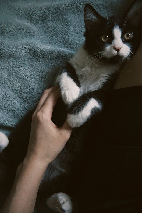 Сибирский котенок метис