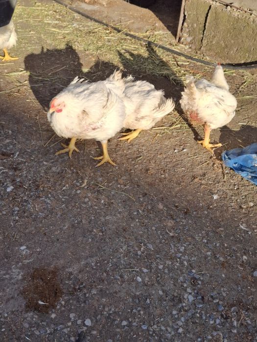 Бройлер Бройлер Бройлер