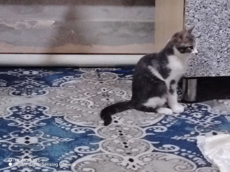 Ozingiz uchun porno video