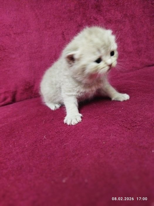 Бронь на шотландских котят