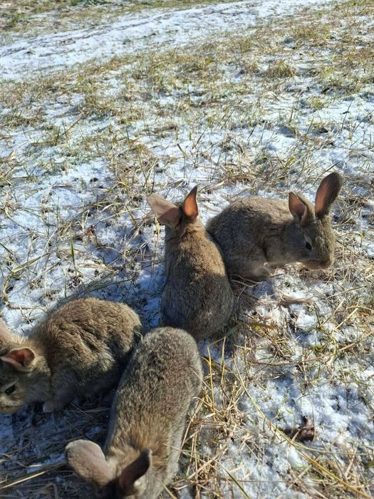 Iepuri mici și adulti