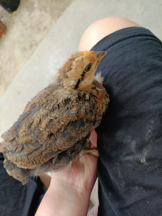 Tovuq  joʻja 2 oylik