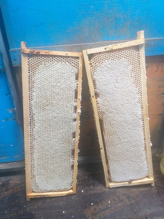 Miere Salcam Bio 2024