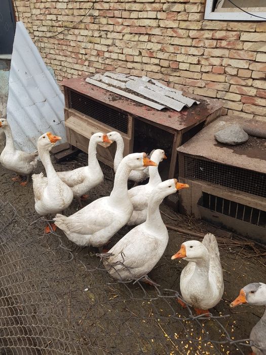 Продам гусей породы  линда