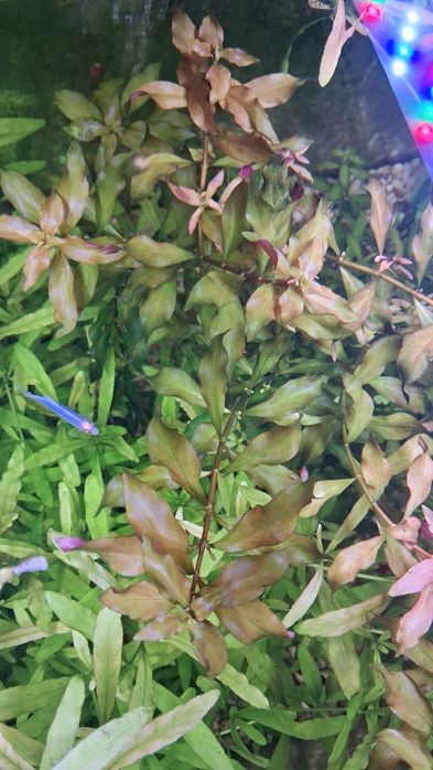 Людвигия обычный ред