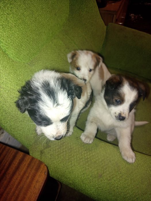 Отдам щенка девочку красавицу