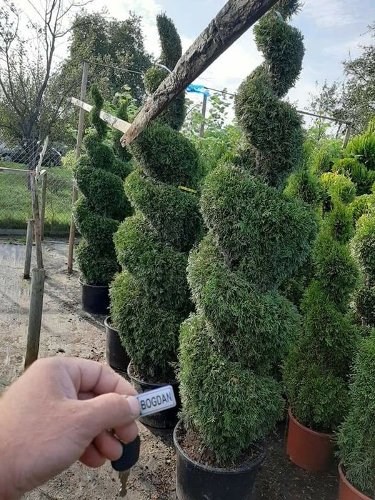 Tuia smarald poze 100 % reale citiți anunțul cu atenție