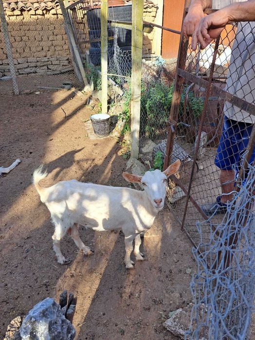 Продавам млади коз,заплодени